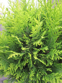 Gelbe Gartenzypresse Stardust